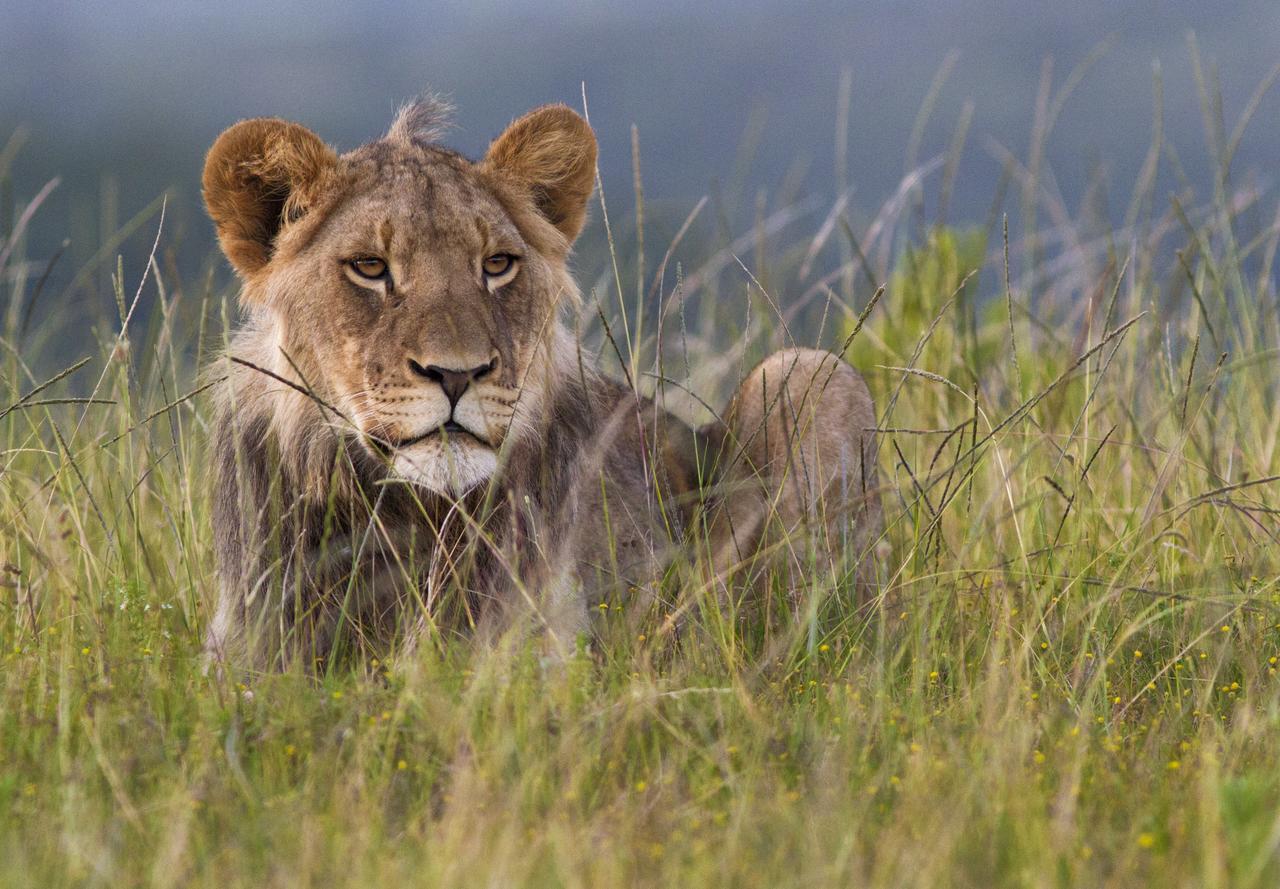 Lodge Kariega Game Reserve Ukhozi