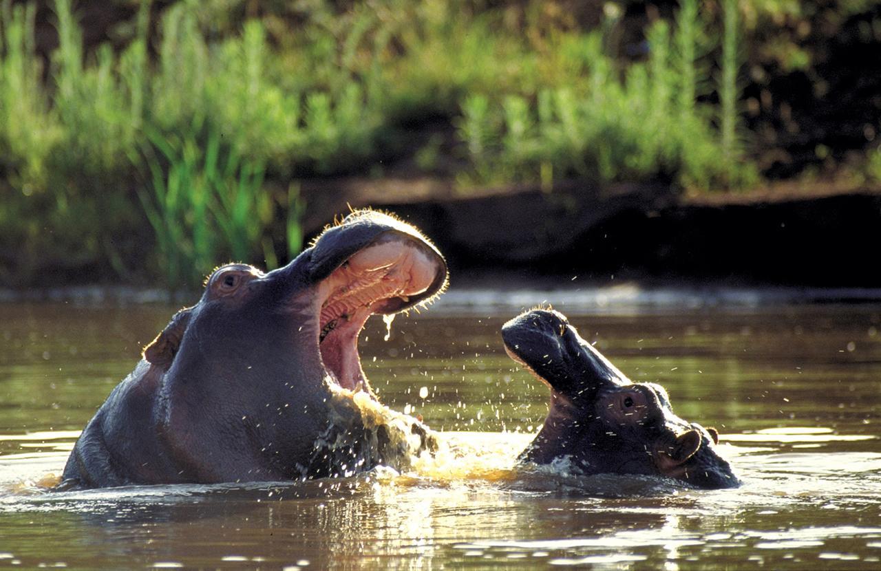 Kariega Game Reserve Ukhozi * Kenton on Sea