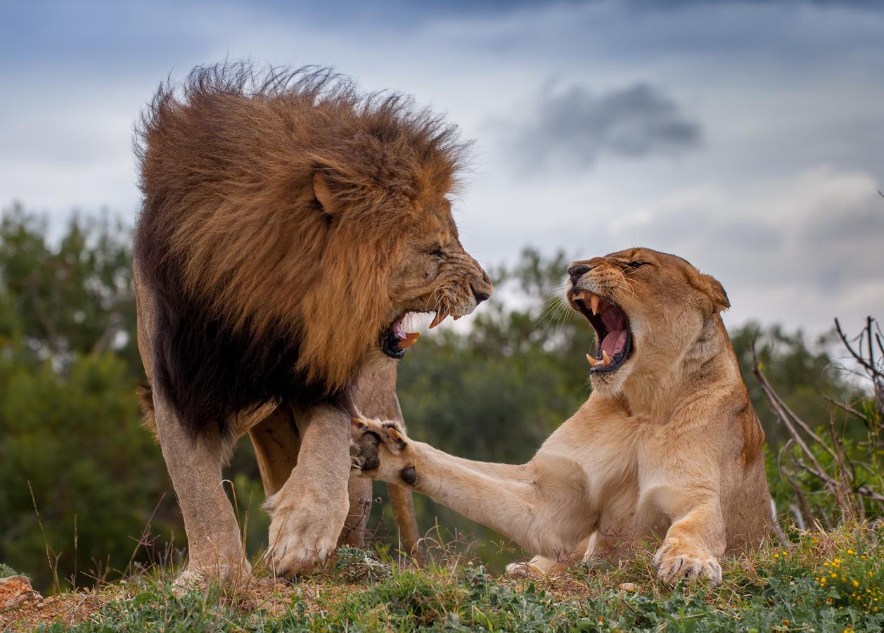 Kariega Game Reserve Ukhozi *